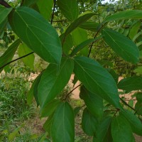 Ficus exasperata Vahl